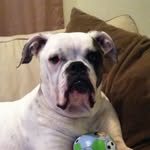 Cash Torres - @cash_the_bulldog_ - Instagram
