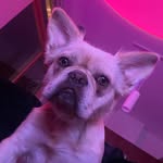 Cash Walker - @cash_thefluffyfrenchie - Instagram