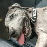 Cash Williams - @cash.thegreatestdane - Instagram