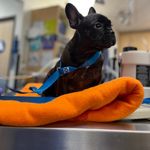 Leonidas Cash Williams - @leonidascash_thefrenchie - Instagram