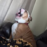 Cash wright - @cash_bulldog2016 - Instagram