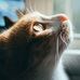 Caspar Chen - Facebook