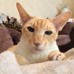 Caspar (Memorial Page) - @casparwright_siamese - Instagram