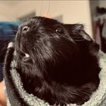 Casper Adams - @happypiggy_casper - Instagram