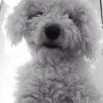 Casper🐶💩 - @casperadams - Instagram