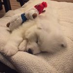 Casper "Allen" Zhu - @casper.thesamoyed - Instagram