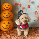 Casper Anderson Mills - @caspertheminitoypoodle - Instagram