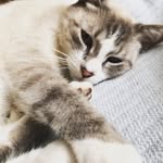 Casper Andrews - @casperthefriendlycat9 - Instagram