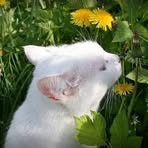 Casper Ball - Facebook