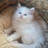 Casperthecat - @casperthefluffball - TikTok