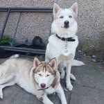 account run by Laura - @casper_belle_pomskys - Instagram