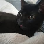 Casper & Bella - @casperand_bella - Instagram