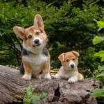 Casper & Bella - @casper.n.bella - Instagram