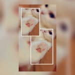 Casper & Bella - @casperbella255 - Instagram