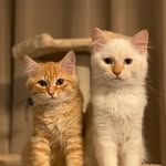 Casper & bella - @casper_bellaaa - Instagram