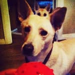Casper & Bella - @casperandbellatricks - Instagram