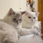 Casper & Bella ᰔᩚ - @casper_n_bella - Instagram
