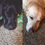 Casper And Bella 🐶 - @casper_bella13 - Instagram