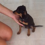 Casper Bell - @casperpinscher - Instagram
