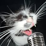 Casper Bellens - @casper_bellens - Instagram