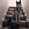 Casper.Bella - @casper.bella - TikTok