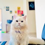 Casper&bella - @cesper704 - Instagram