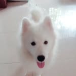 San Dika - @casper_bella_maxspudel - Instagram