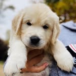 Casper Black Drake - @casperthefriendly.pup - Instagram