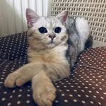 Casper - @casper_black_paw - Instagram