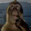 caspurr - @caspooker - TikTok