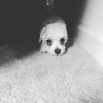 Casper Brown - @casperbrown8778 - Instagram
