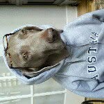 Casper Campbell - @casperthedog_ - Instagram