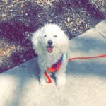 Casper Castillo - @casperthefriendlydog3 - Instagram