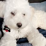 Casper Castillo🐾 - @_flawless_casper - Instagram
