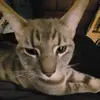 Casper 😺😺 - @casperchance - TikTok