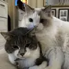 Casper, Chandler, and Carter - @rams.cats - TikTok