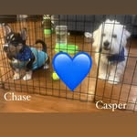 Casper and Chase Adventures - @casper_chase_adventures - Instagram