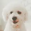 CASPER CHASE - @casperthedoggie18 - TikTok