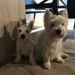 Lairdoo Casper & Chase - @casper.chase - Instagram