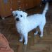 ღ Casper un amour de chien ღ - Facebook