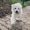 CASPER - @casperlechien7 - TikTok