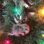Casper Clark - @casperourkitty - Instagram