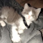 casper clark - @casperrr.thekitty - Instagram