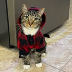 Casper Clements - @casper.thefriendly.cat - Instagram