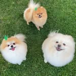 🐶 𝒞𝒶𝓈𝓅𝑒𝓇 𝒸𝑜𝑜𝓀𝒾𝑒 🐶 - @cookie_casperr - Instagram