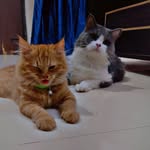 Casper & Cookie - @casper_and_cookie - Instagram