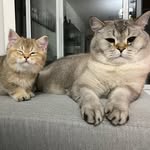 Casper & Cookie The Cat - @itscasperandcookie - Instagram