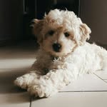 Casper Akçor - @casperthecookie - Instagram