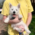 Casper Capsaicin Cook - @casperthefriendlywestiepup - Instagram