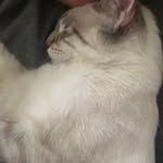 Casper Cook - @cas_thefriendlycat - Instagram